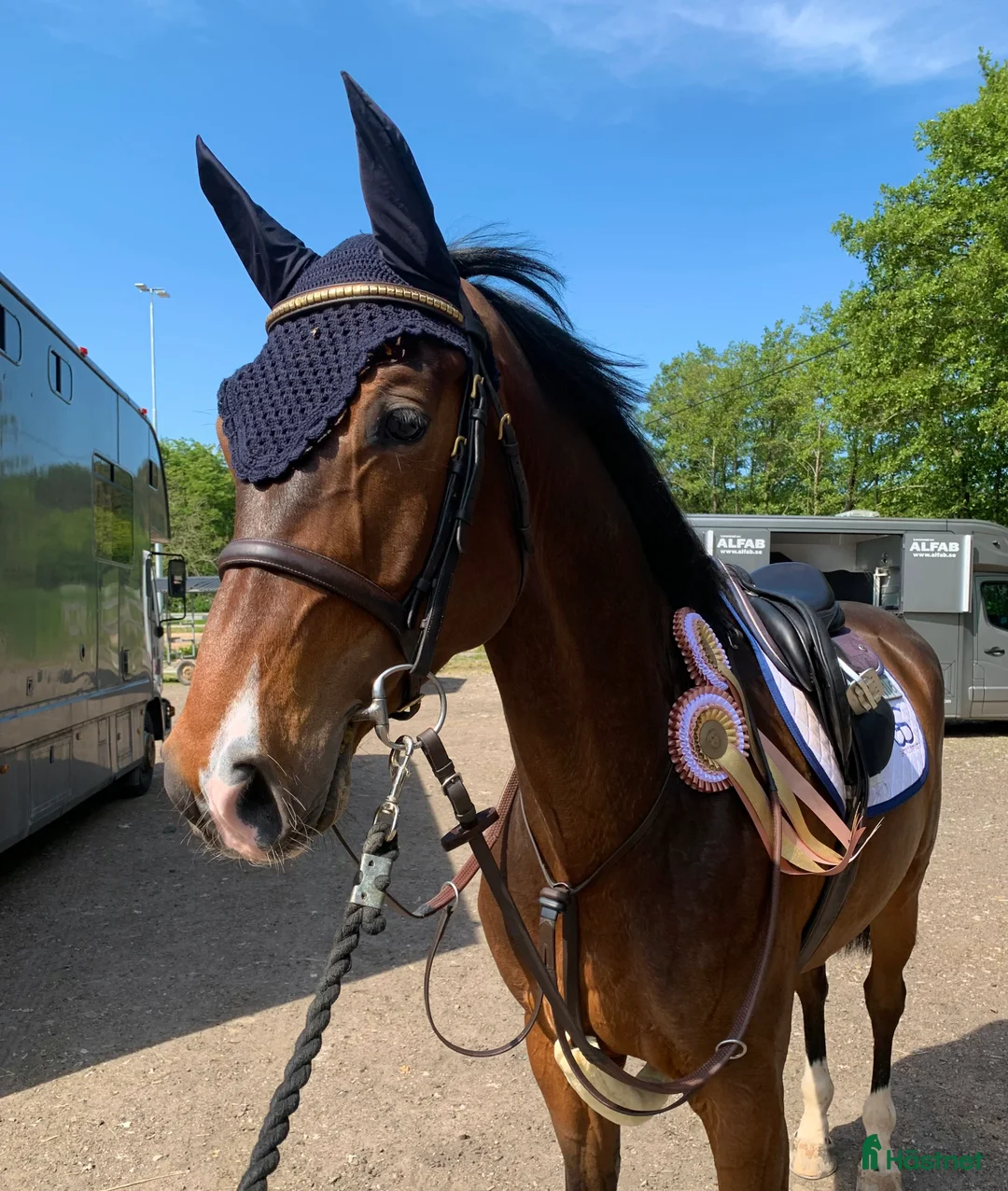 Hoppning hästar till salu: Lovande hopphäst - Annons 1