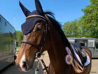 Hoppning hästar till salu: Lovande hopphäst - Annons 2