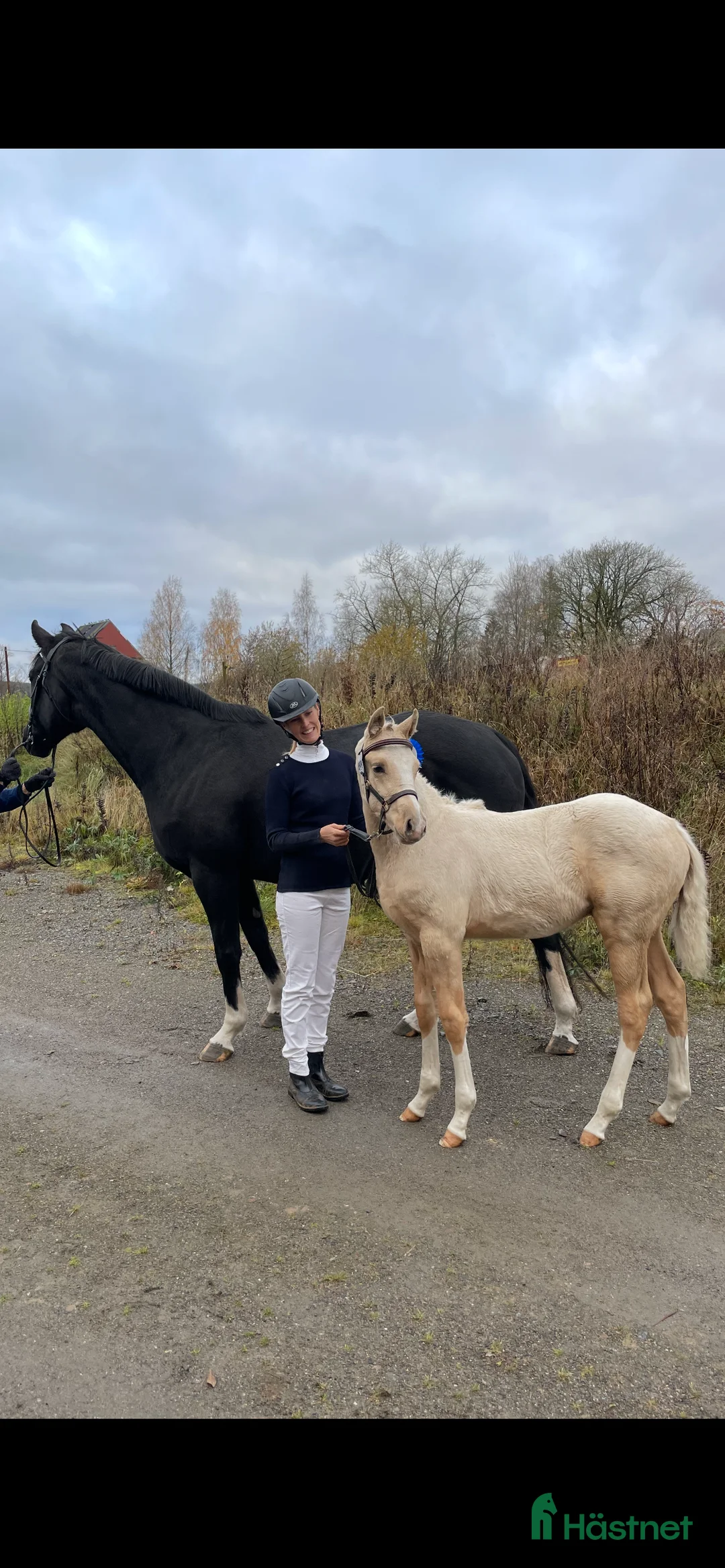 Allround hästar till salu: Fint sto säljes eller utlånas  i Örebro - Annons 5