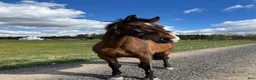 Allround hästar till salu: Trygg och vänlig valack - Annons 1
