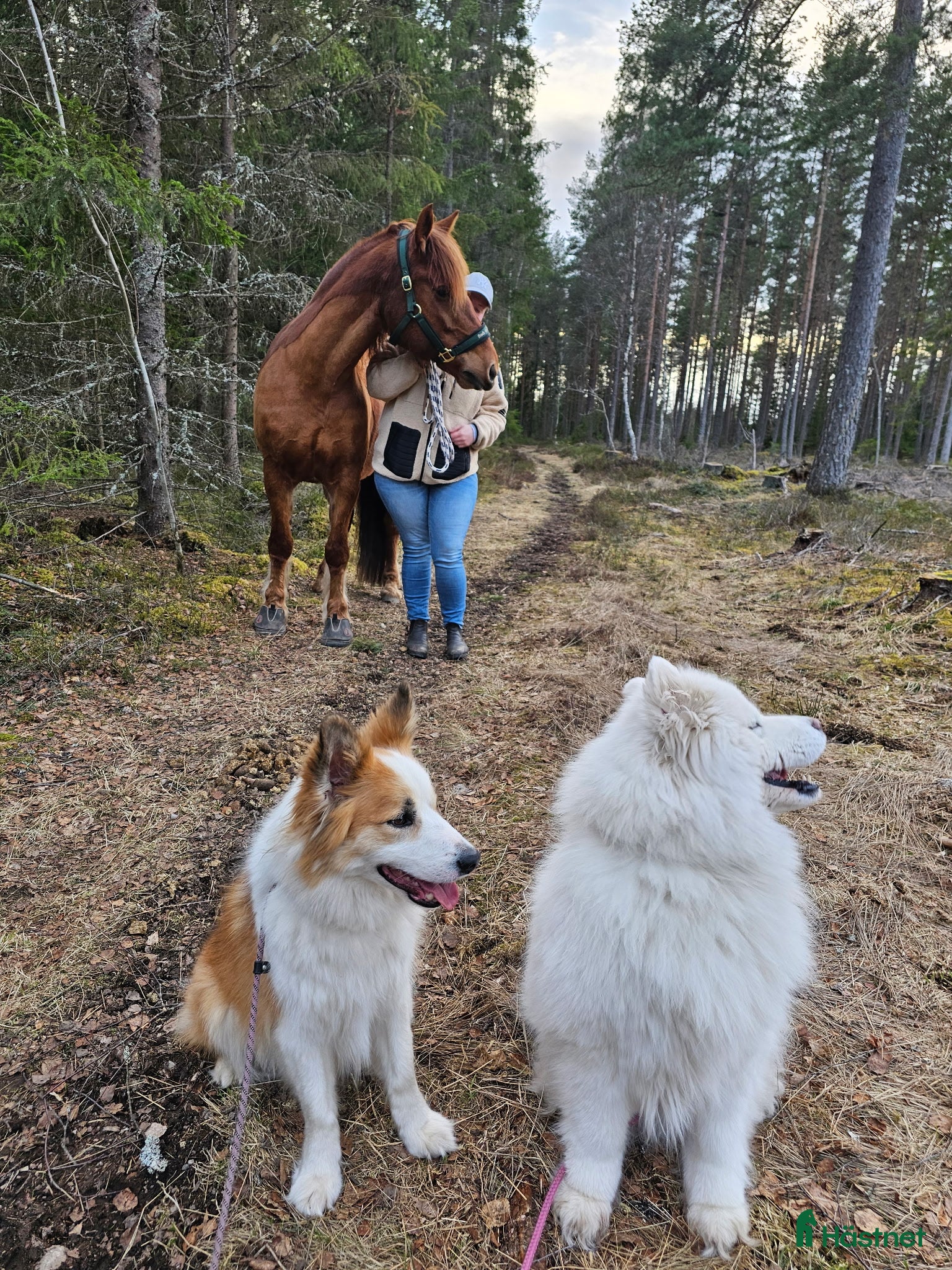  foderhäst Sällskapshäst sökes - Annons 1