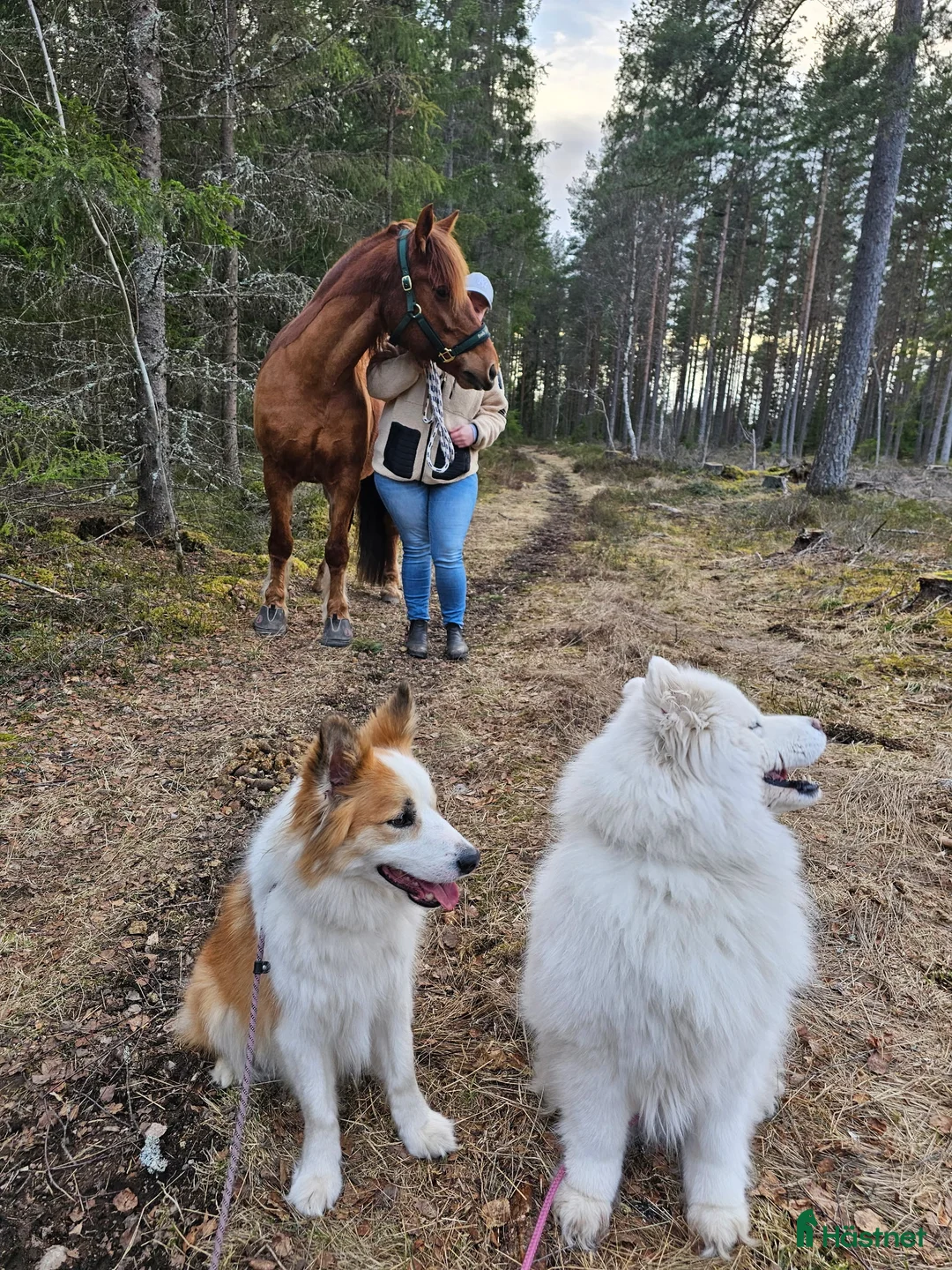  foderhäst sökes: Sällskapshäst sökes i Alstermo - Annons 1