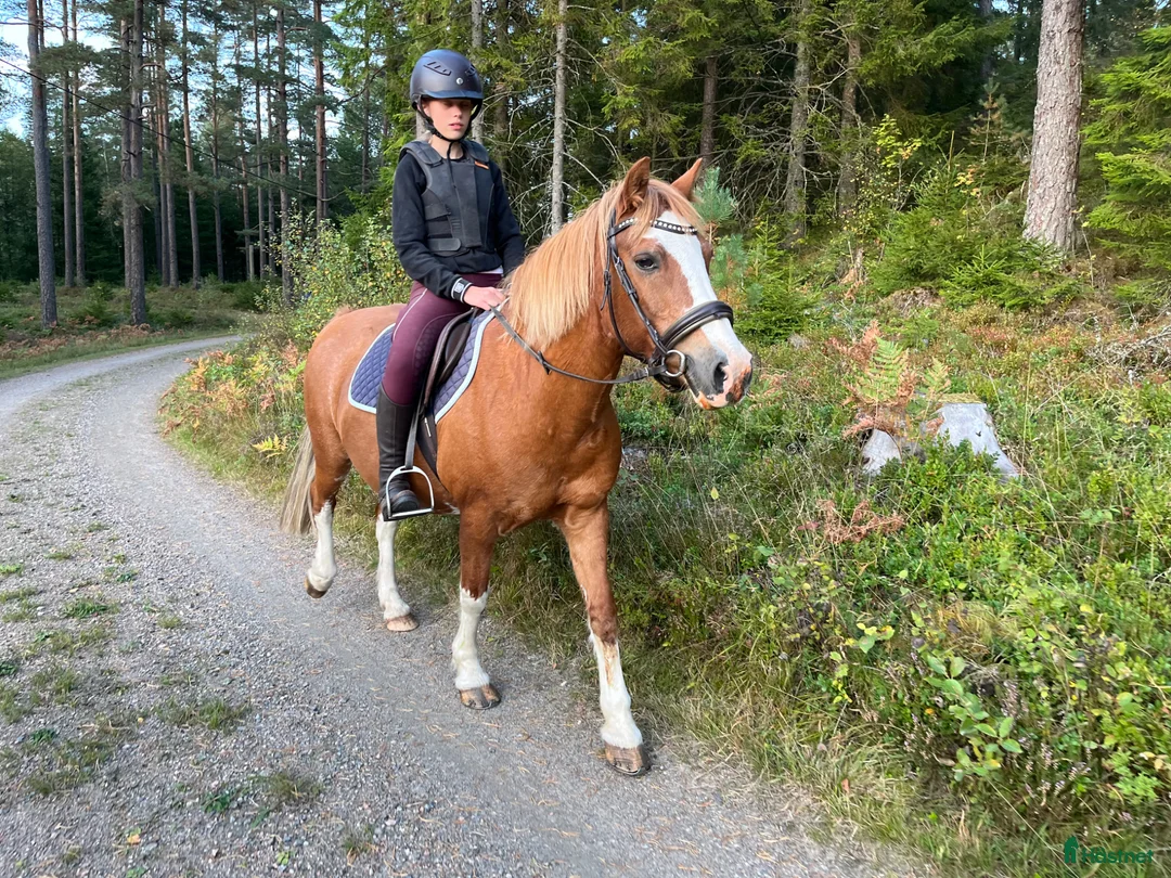  foderhäst sökes: Foderhäst D-ponny/liten häst  i Alingsås - Annons 2