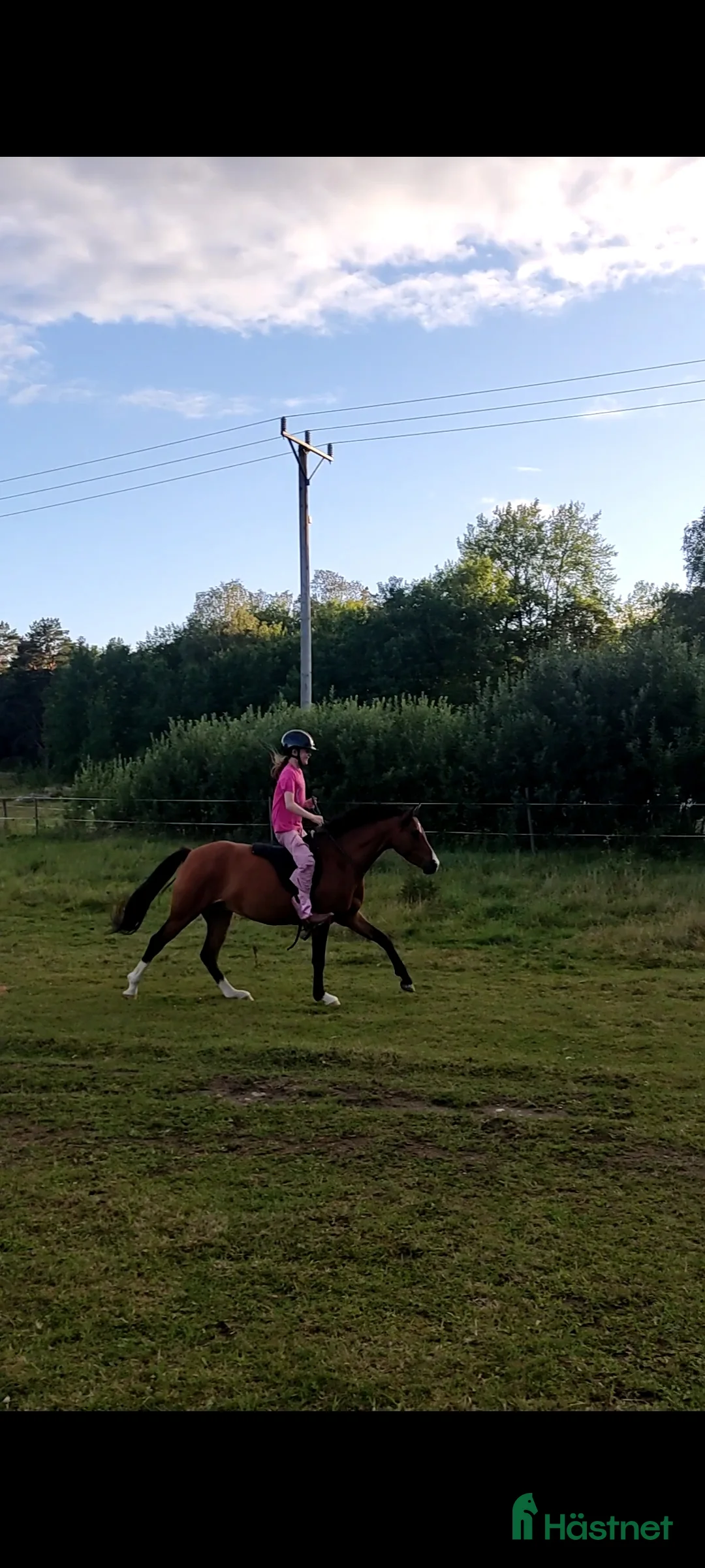 Allround hästar sökes: Äldre läromästare sökes (ponny eller storhäst) - Annons 2