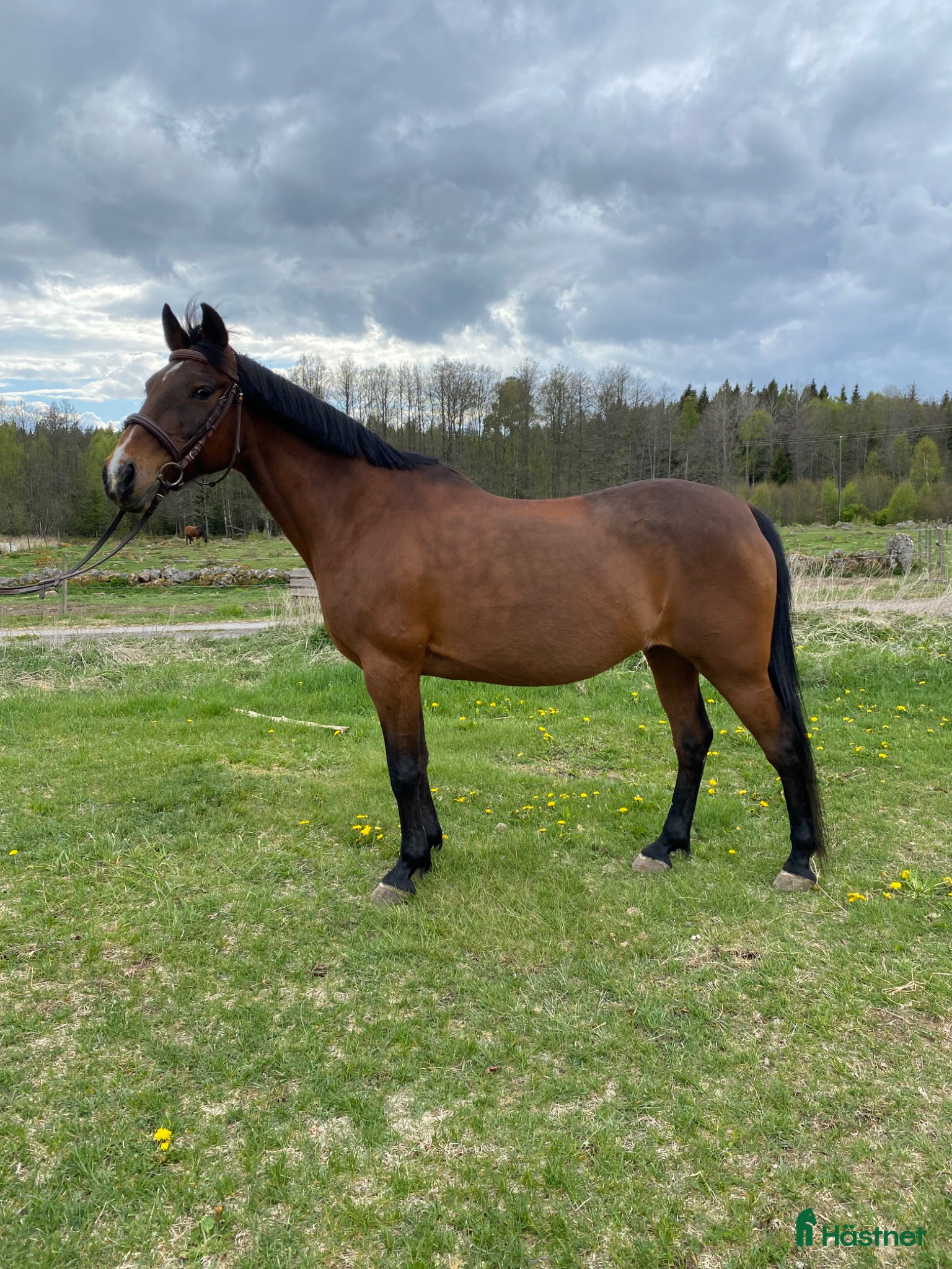  hästar Trevligt sto för sällskap /lättare ridning  - Annons 2