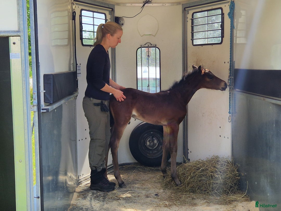 Allround hästar till salu: Morgan Hingstföl i Sätila - Annons 7