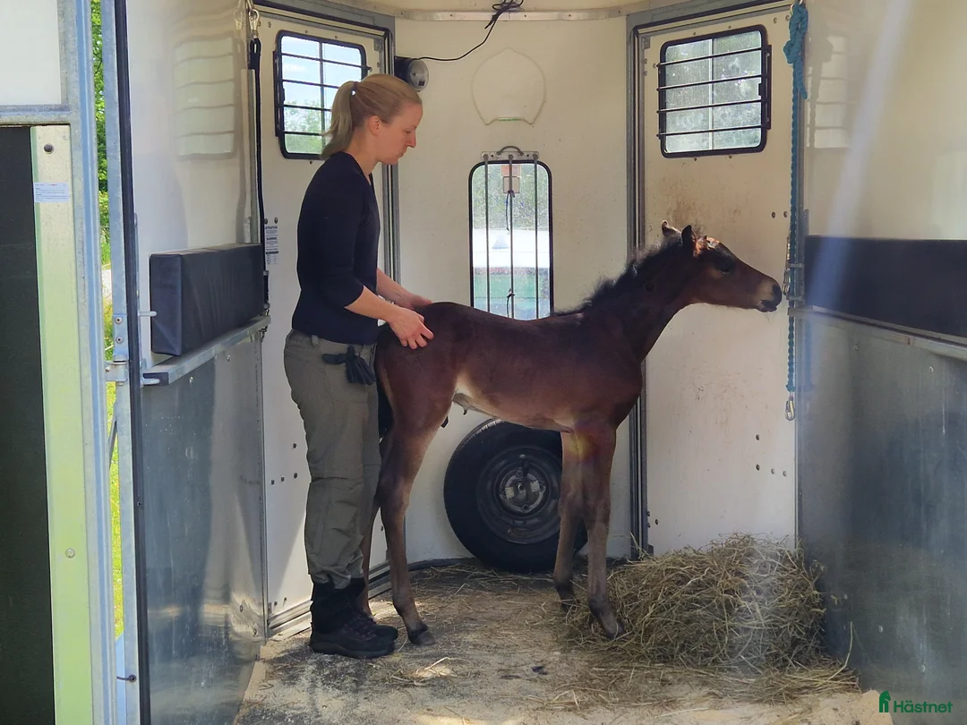 Allround hästar till salu: Morgan Hingstföl i Sätila - Annons 7