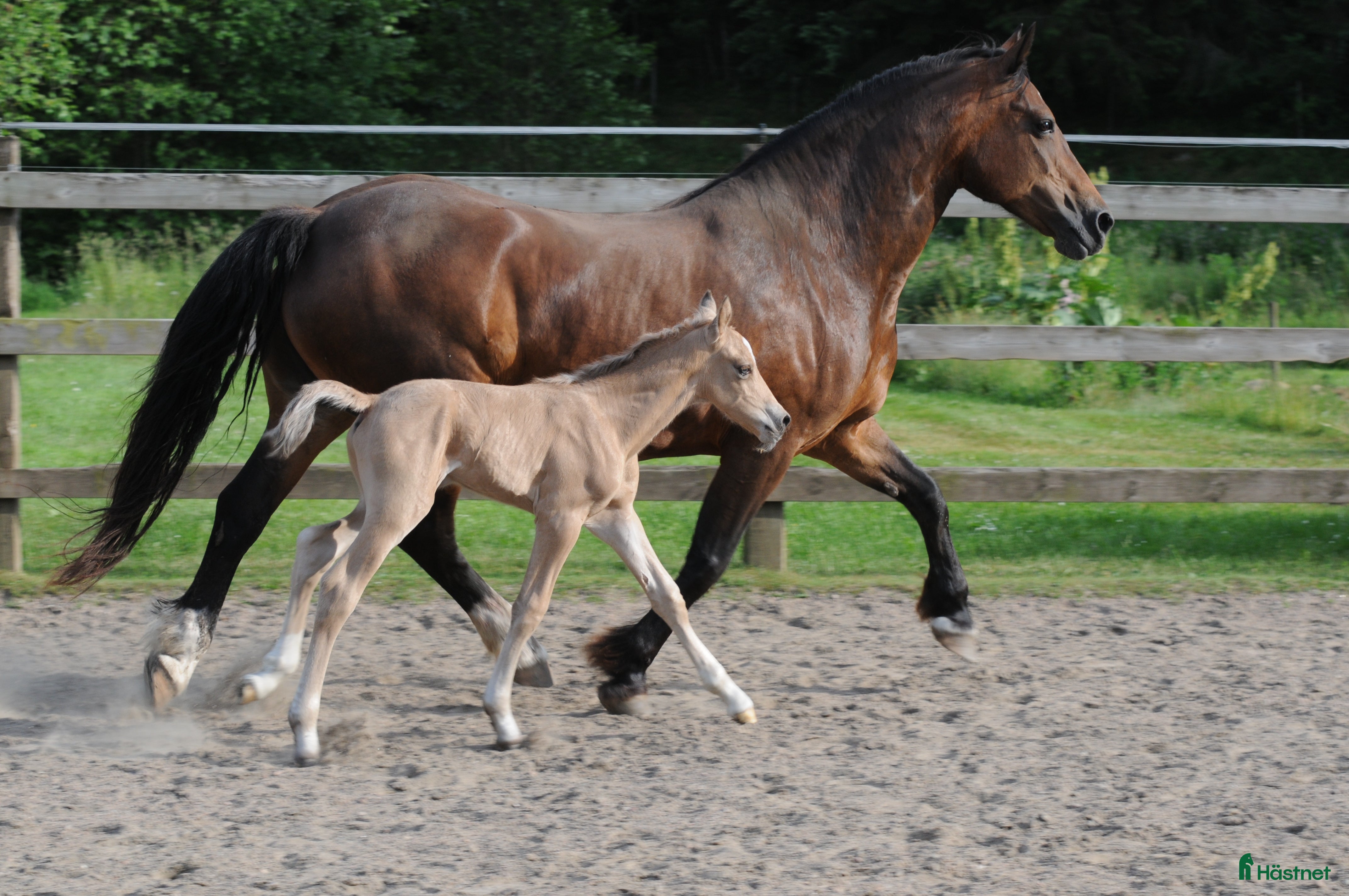  hästar Welsh Cob diplom sto - Annons 1