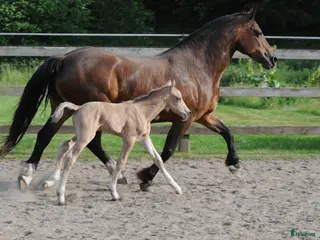 hästar Welsh Cob diplom sto - Annons 1