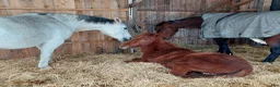  stallplats finnes: Lösdrift fölston unghästar Vallentuna - Annons 4