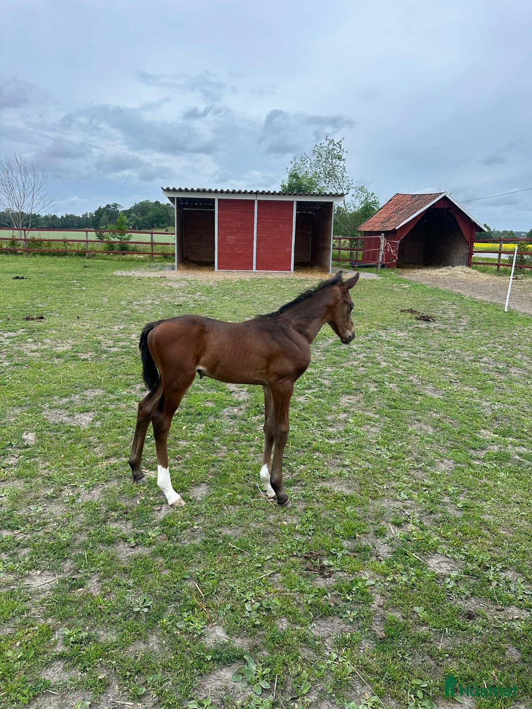 Dressyr hästar till salu: Premieföl med utstrålning och grymt temperament!  i Enköping - Annons 3