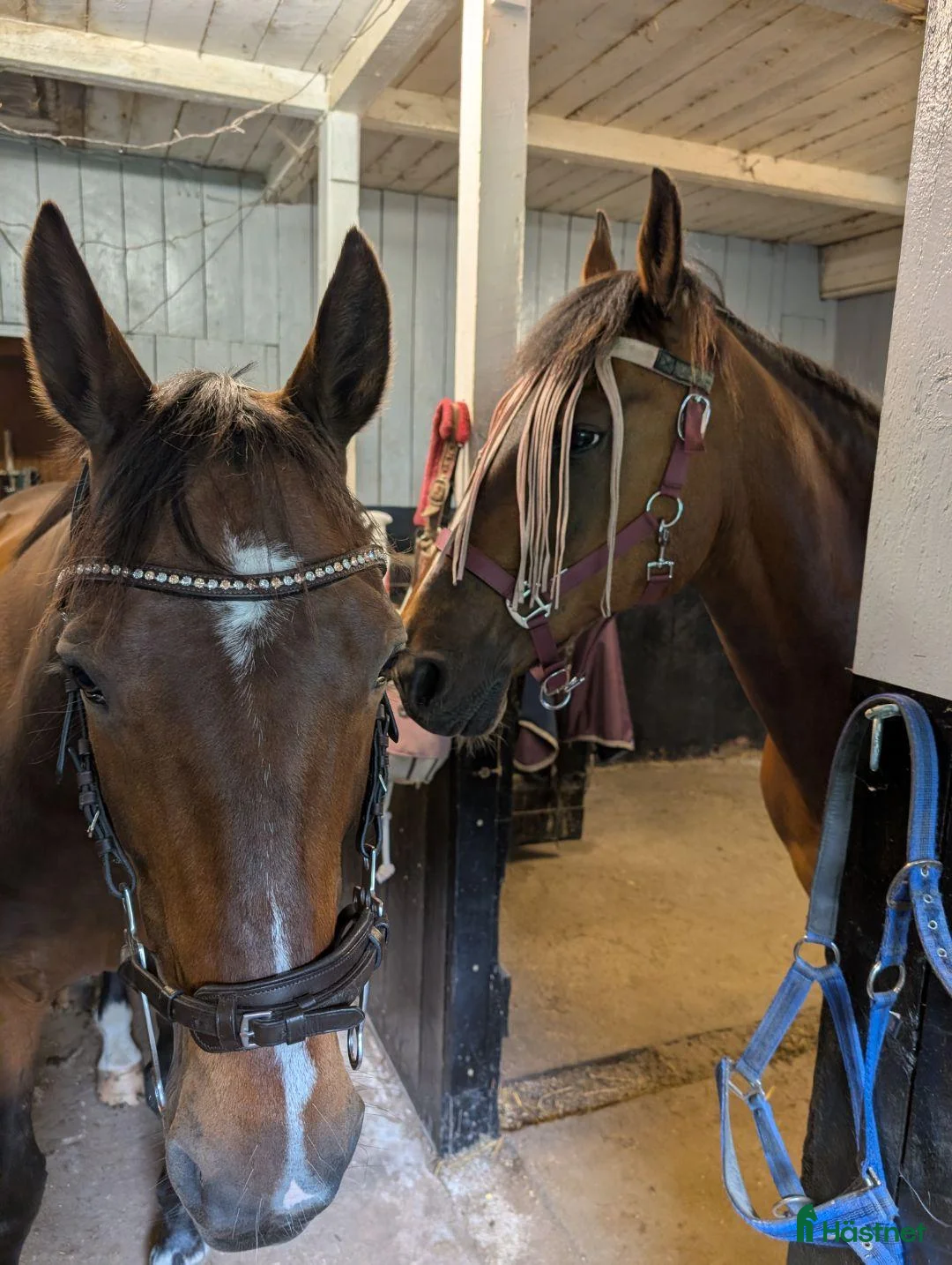  stallplats finnes: Stallplats sökes - Annons 1