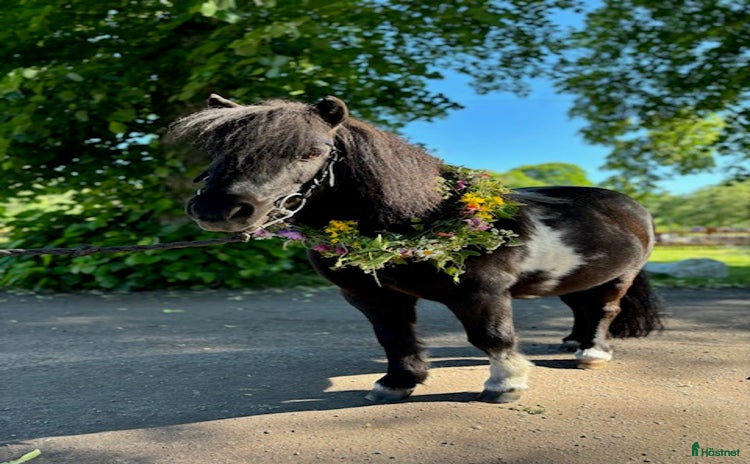  hästjobb i Järfälla - Annons 14