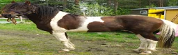 Allround hästar till salu: 5 Paso Fino hingstar/ston en, fler el. foder - Annons 13