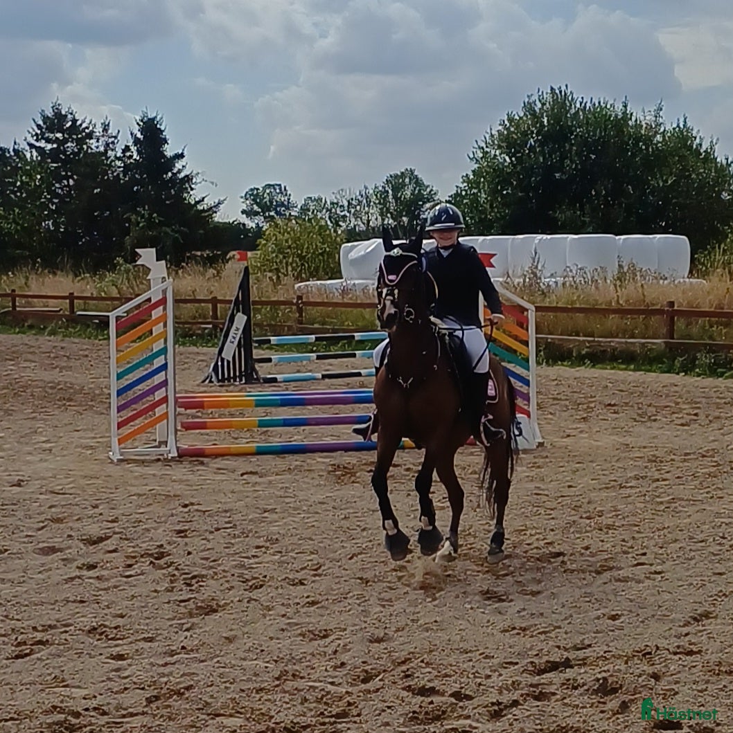  foderhäst D PONNY SÖKES i Staffanstorp - Annons 13