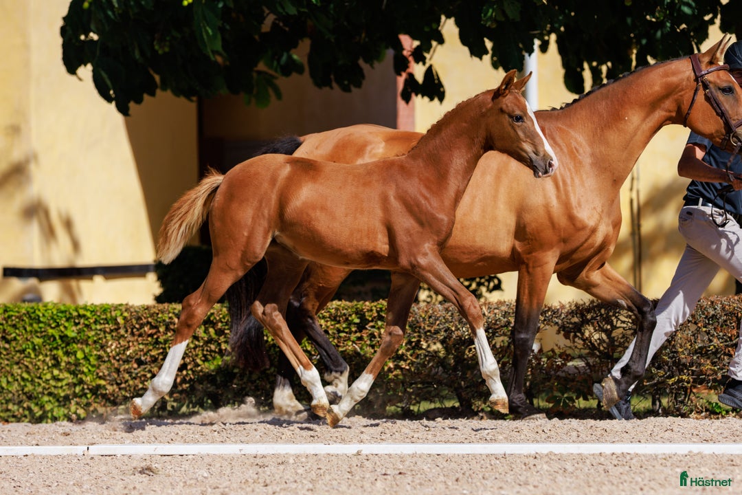 Hoppning hästar till salu: Stoföl e:EPLEASER VAN 'T HEIKE Z - Saint Amour  i Borrby - Annons 2