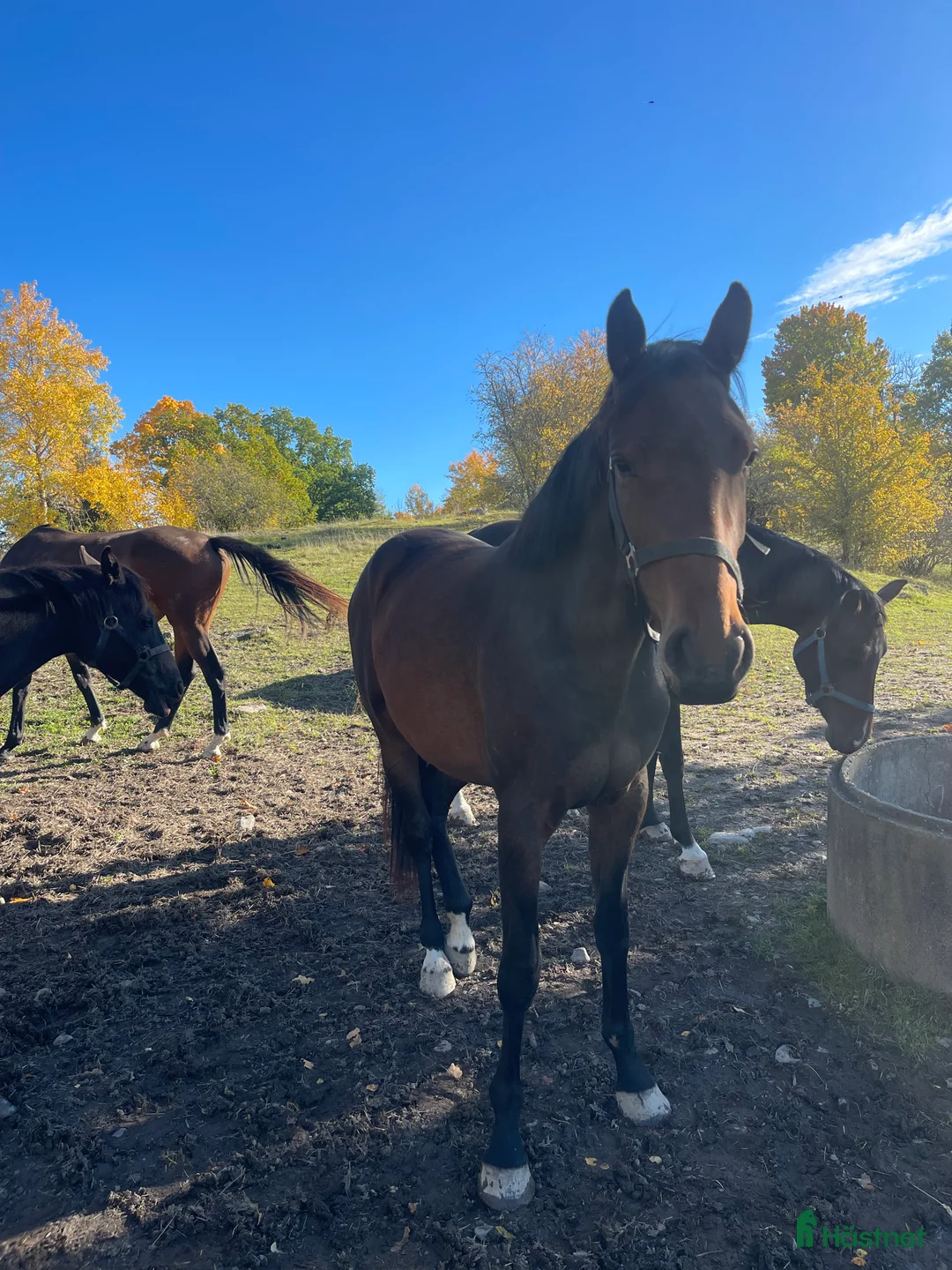 Hoppning hästar till salu: Trevlig 3åring med hoppstam - Annons 2