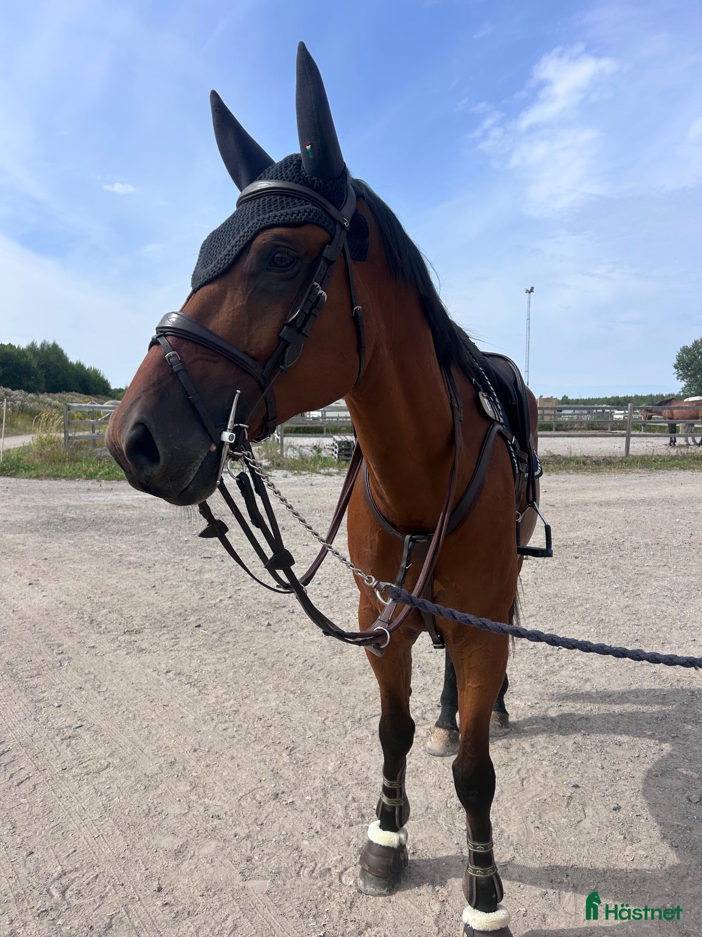 hästar Stor och sportig 9 åring valack. - Annons 12
