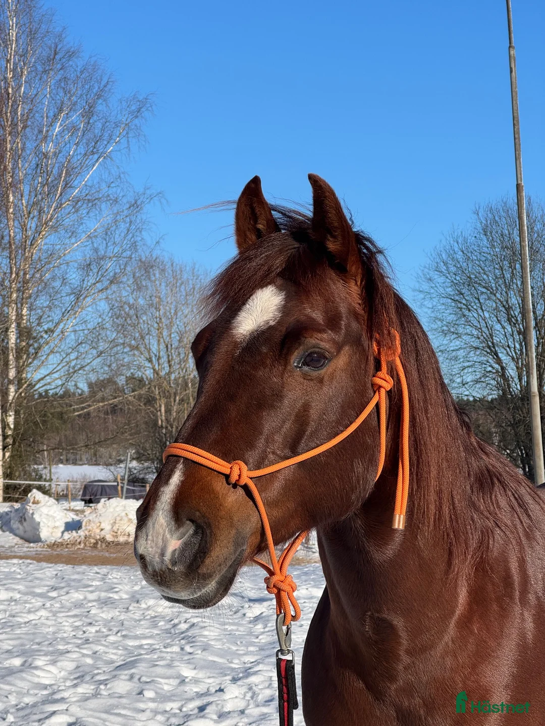 Western hästar till salu: Quarter 11 år – pigg, trevlig och lätthanterlig i Skattkärr - Annons 2