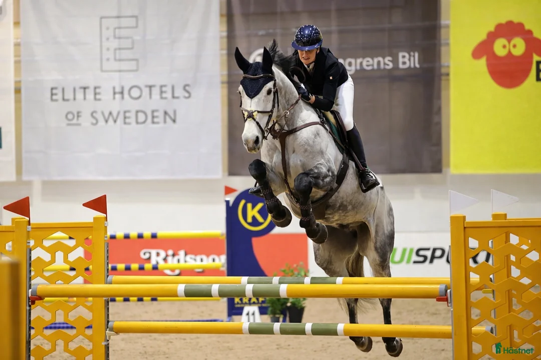 Hoppning hästar till salu: Valack med potential för stora klasser 🌟 - Annons 1