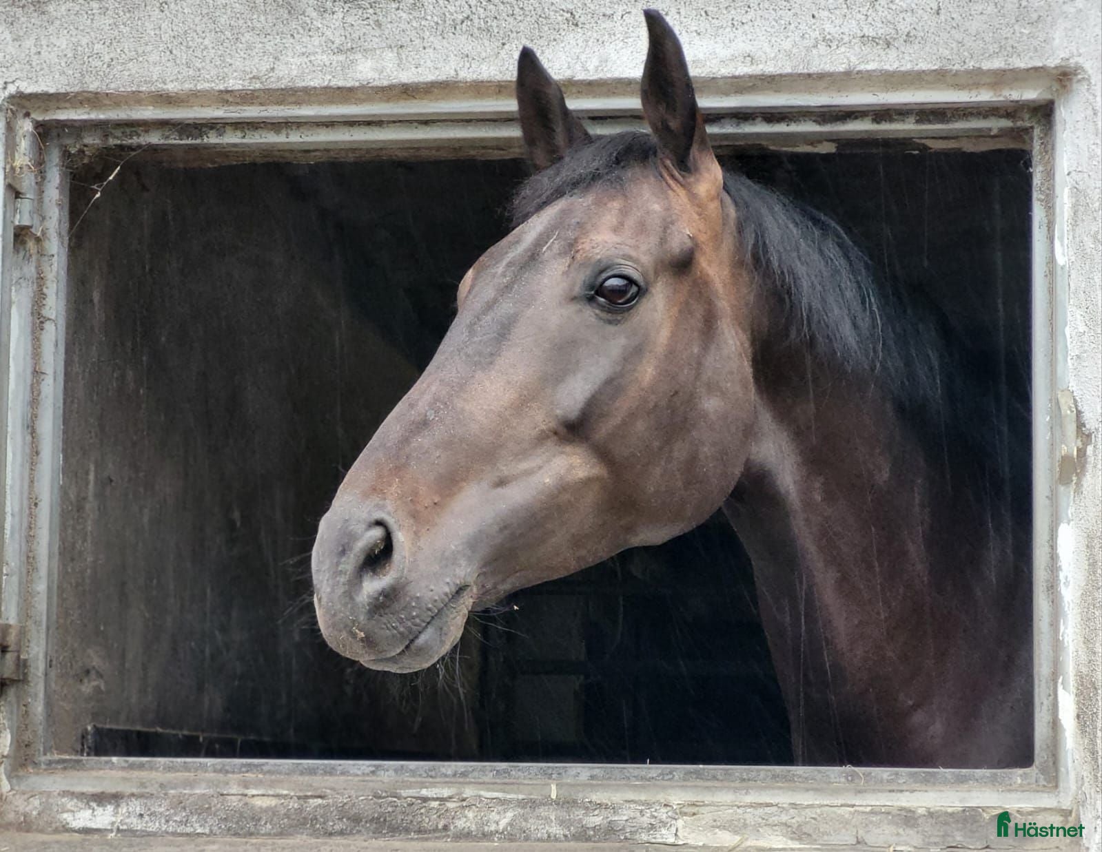  hästar Elegant 8-årigt dressyrsto | 178 cm | Exceptionell - Annons 1