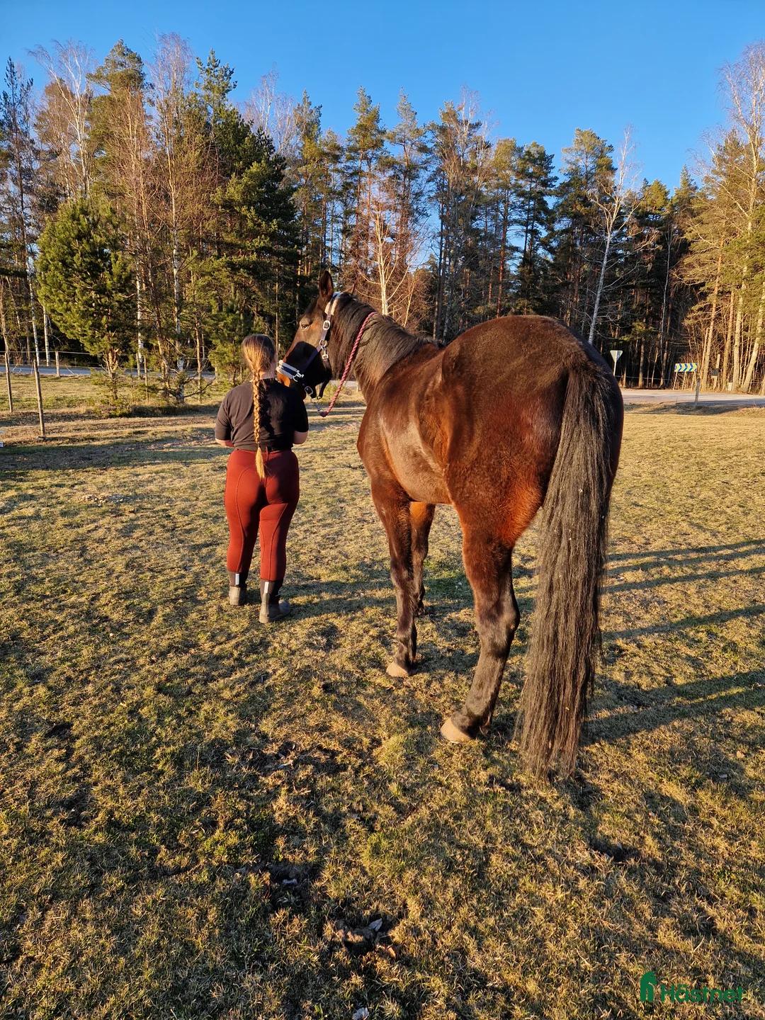 Allround hästar till salu: Charmig valack - Annons 2