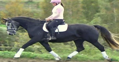  hästar i Örsundsbro - Annons 16