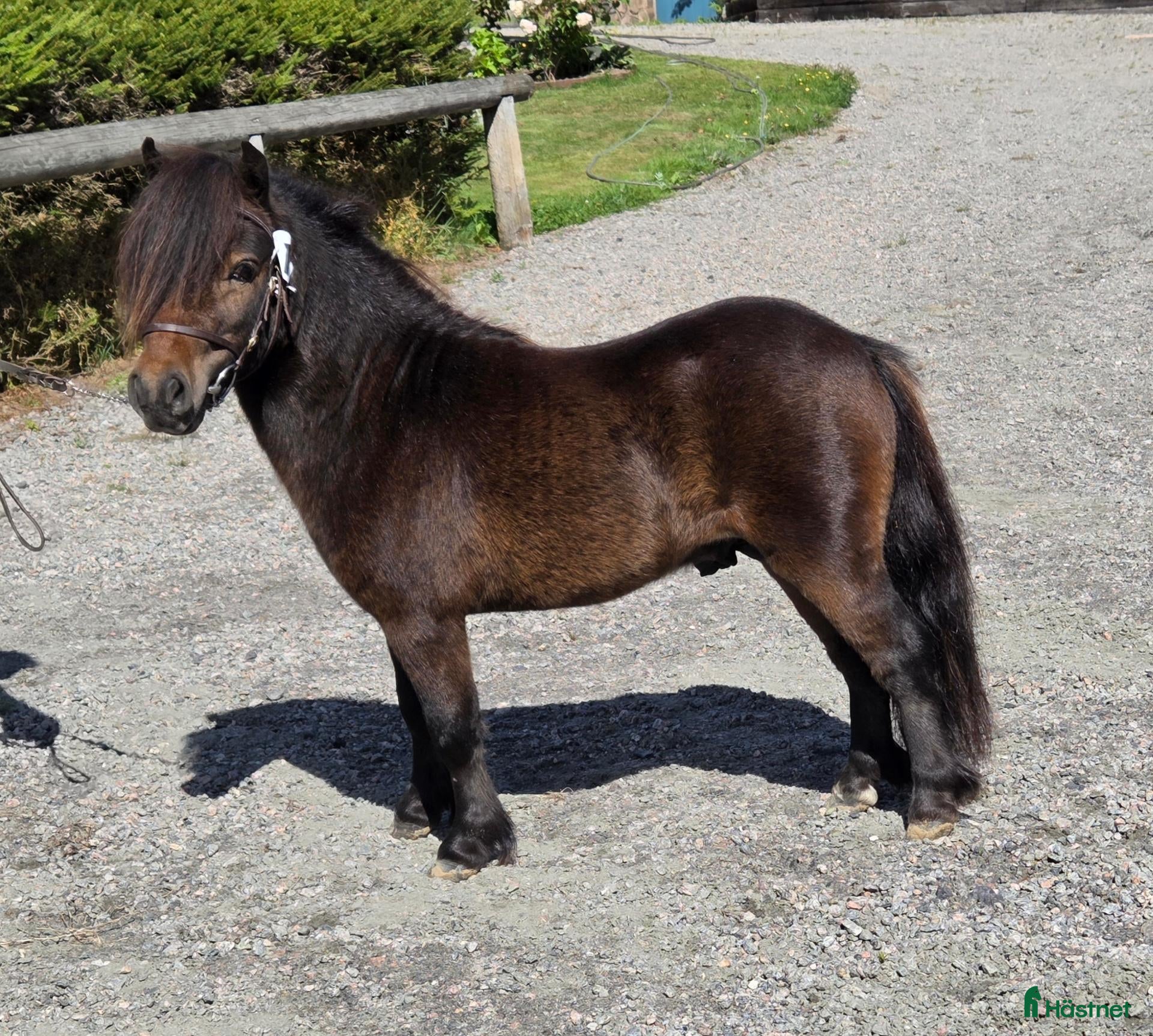  hästar Liten minihingst - Annons 9