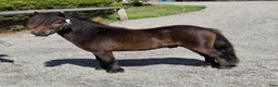 Allround hästar till salu: Liten minihingst - Annons 1