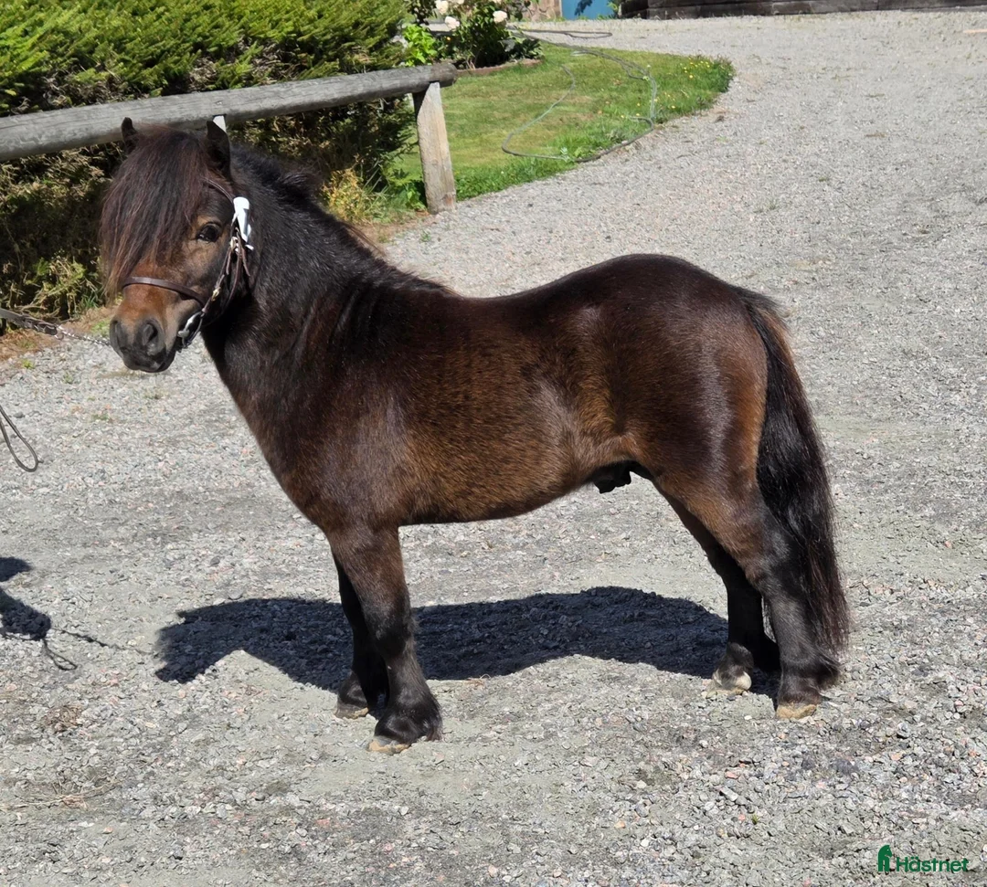 Allround hästar till salu: Liten minihingst - Annons 1