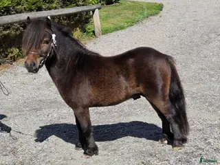 hästar Liten minihingst - Annons 14