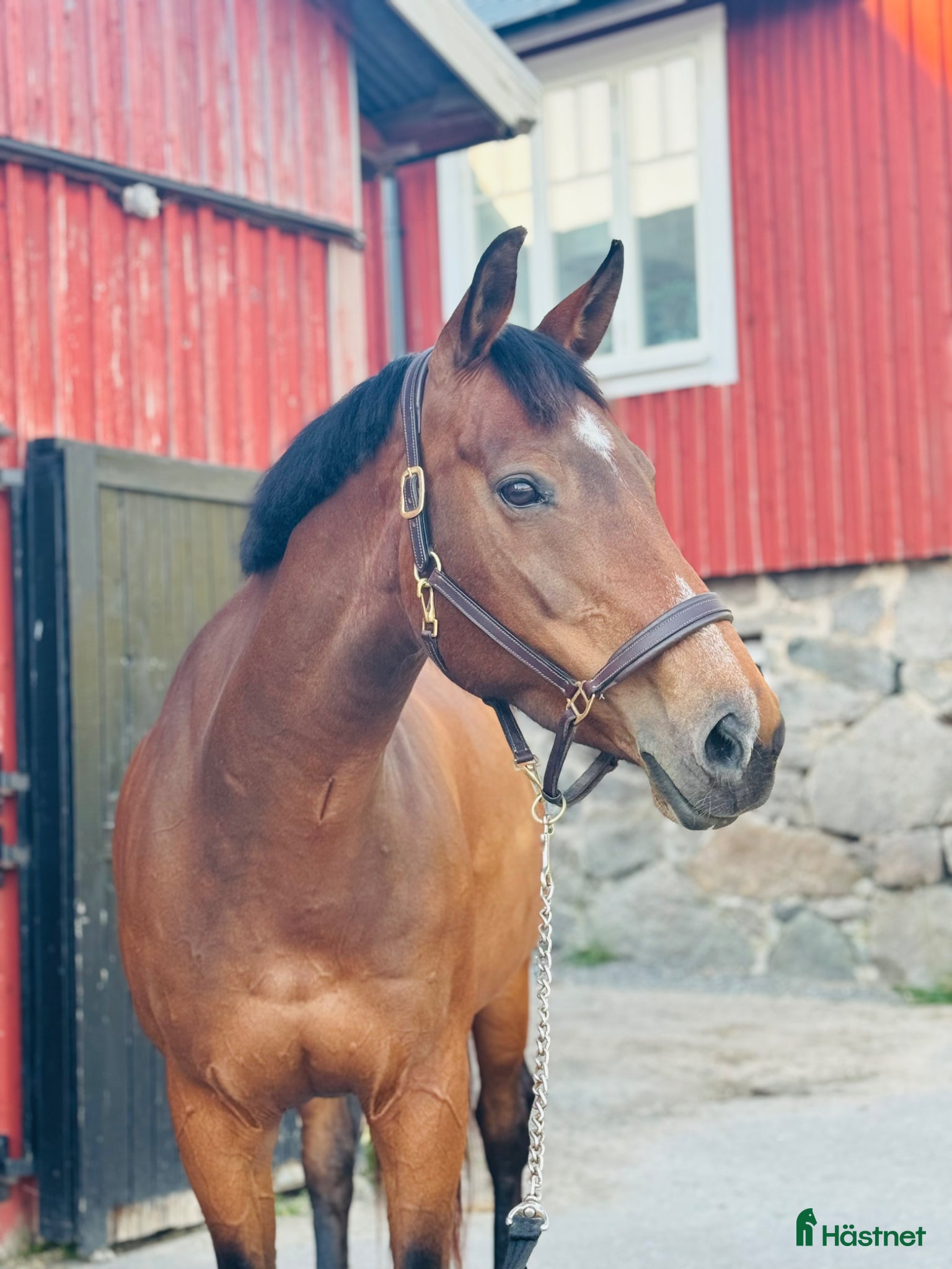  hästar Fin allroundhäst SWB - Annons 1