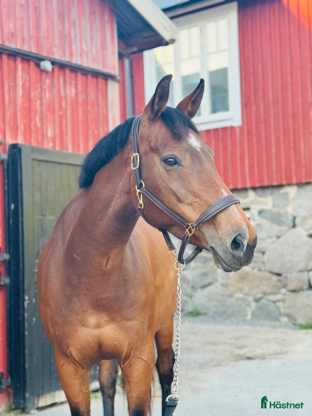 Allround hästar till salu: Fin allroundhäst SWB - Annons 1