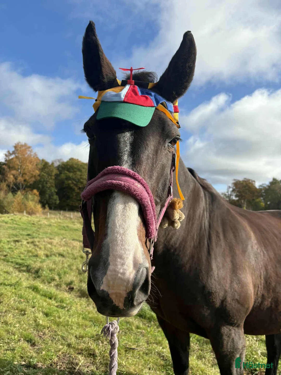  stallplats finnes: ‼️ Ledig stallplats ‼️ i Halmstad - Annons 5