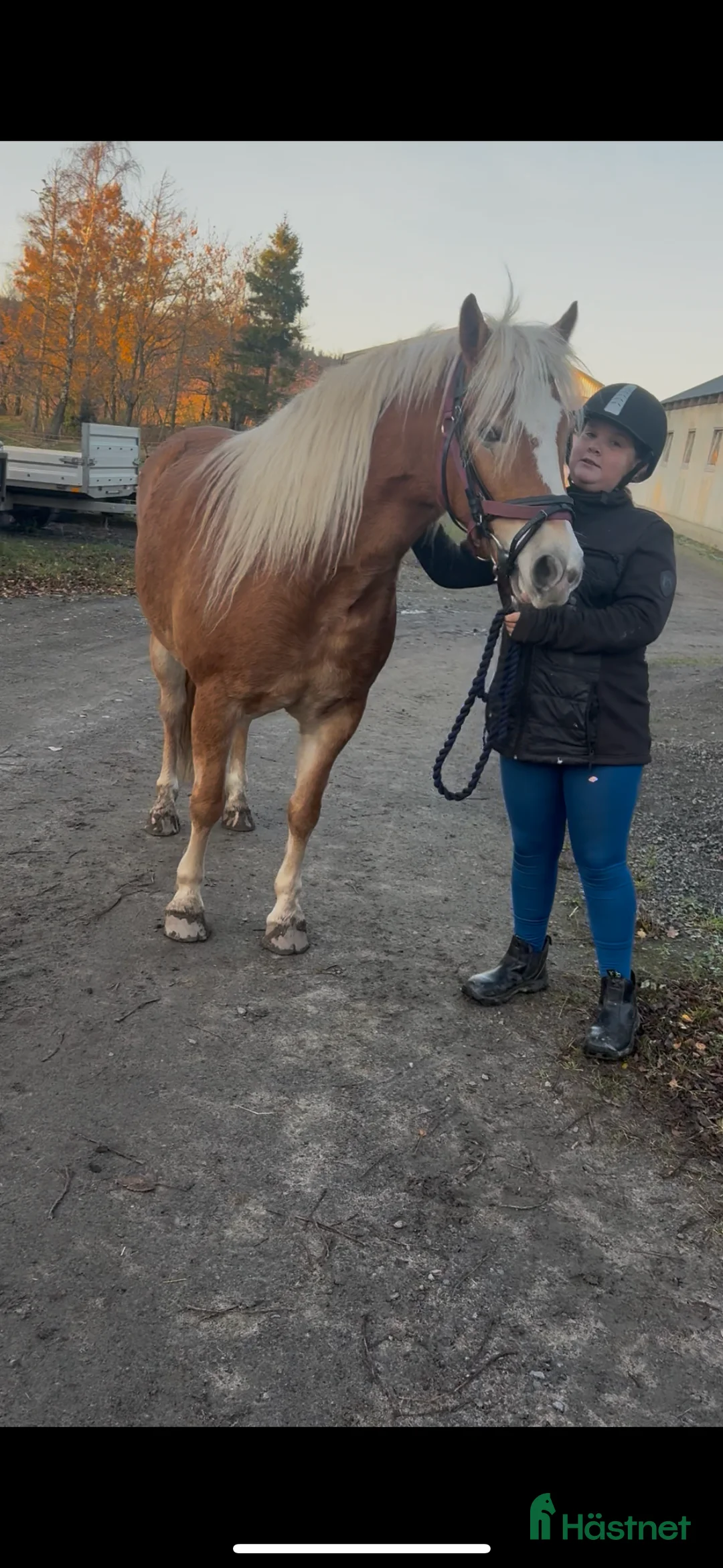Allround hästar till salu: Sød hoppe man selv kan forme og uddanne  - Annons 3