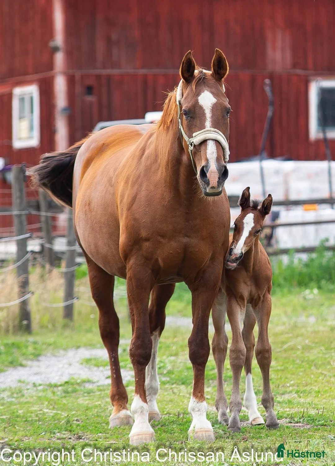 Dressyr hästar till salu: 2 talangfulla hingståringar - Annons 6