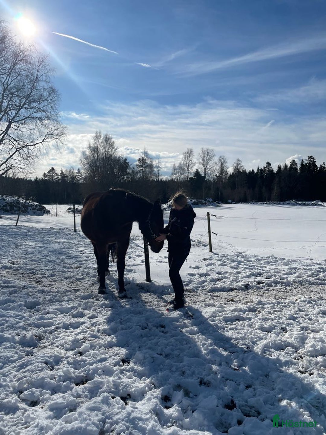  hästservice finnes: Hästmassage i Älmhult - Annons 1