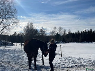 hästservice Hästmassage i Älmhult - Annons 21