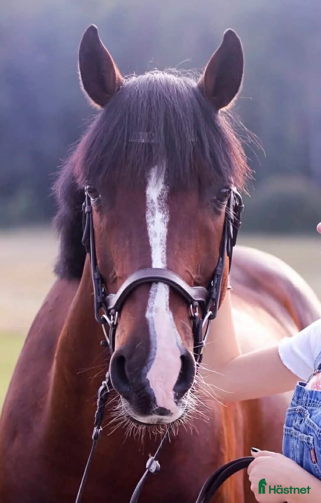 Allround hästar till salu: Personlig d-ponny söker nytt hem - Annons 1