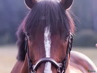 hästar Personlig d-ponny söker nytt hem - Annons 5