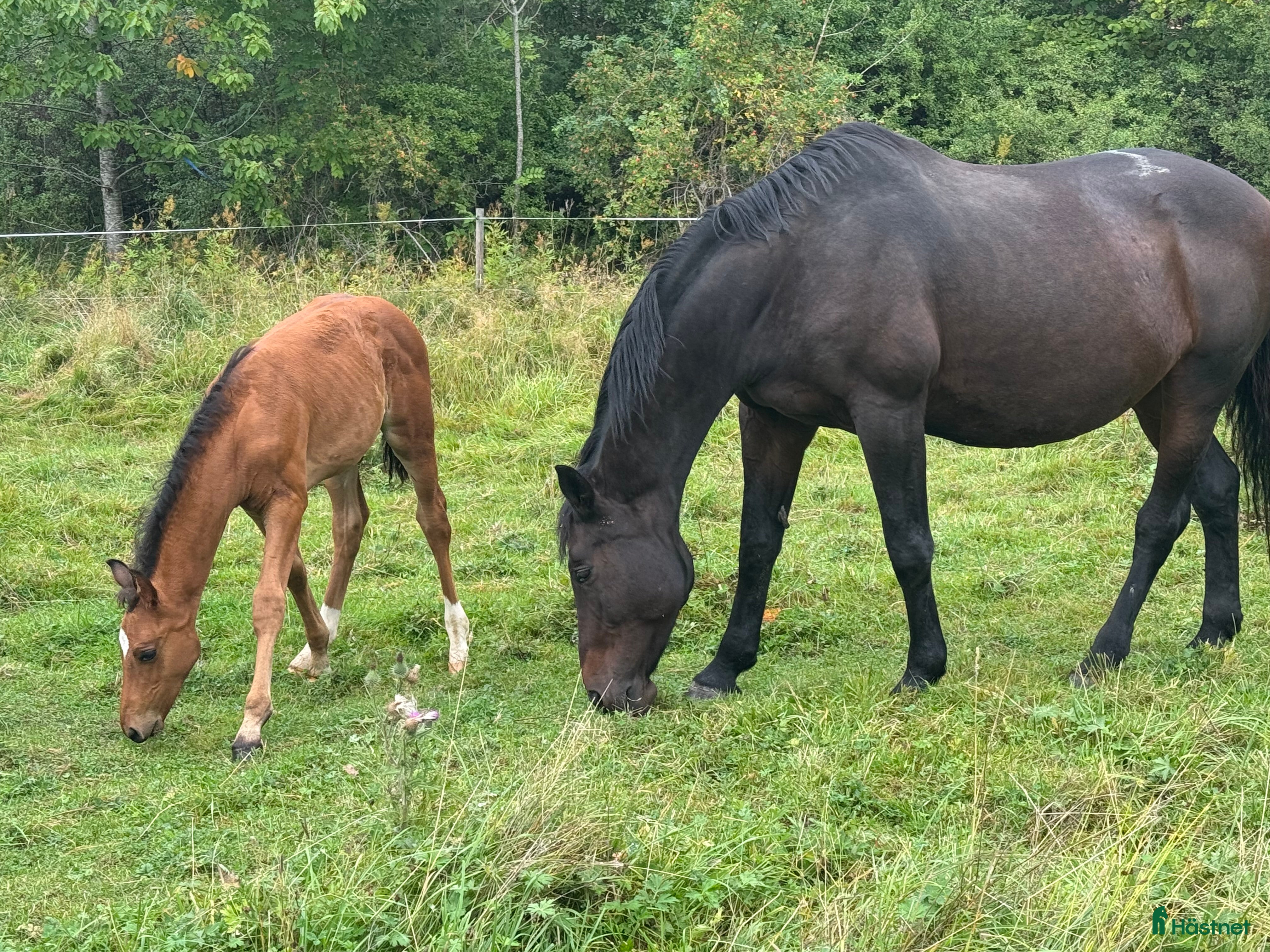  hästar Avel/ hobbyridning  - Annons 2