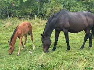 hästar Avel/ hobbyridning - Annons 2