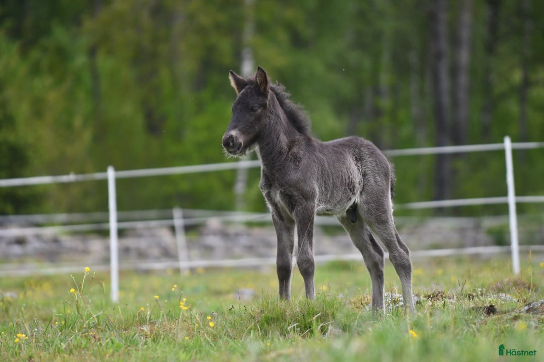 Island hästar till salu: Stor unghingst med gyllene hjärta och potential i Hästveda - Bild 7