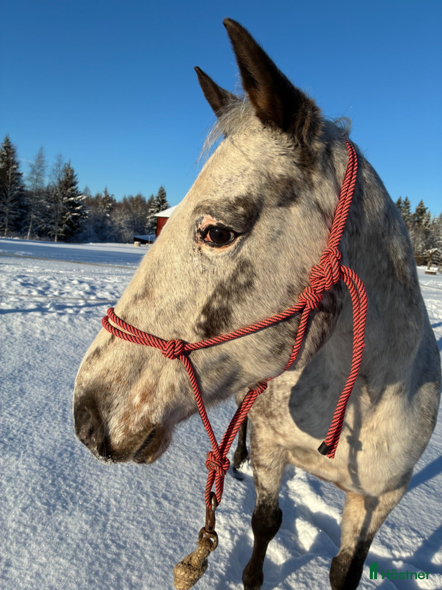  hästar Appaloosa - Annons 12