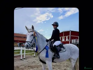 hästar Lyxig mamma/dotter häst - Annons 5