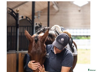 hästjobb Groom/Hästskötare till Kersö Equestrian i Ekerö - Annons 1