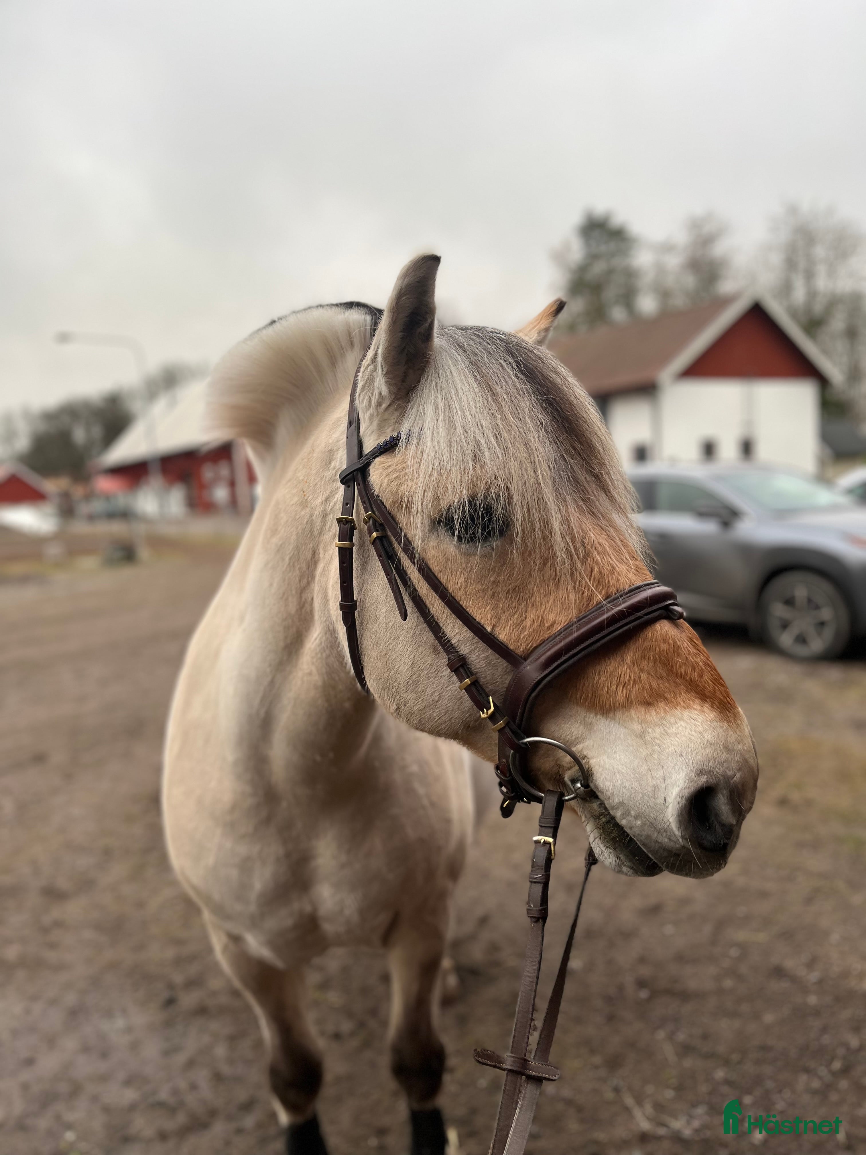  medryttarhäst sökes: Medryttarhäst sökes i Kumla - Annons 12