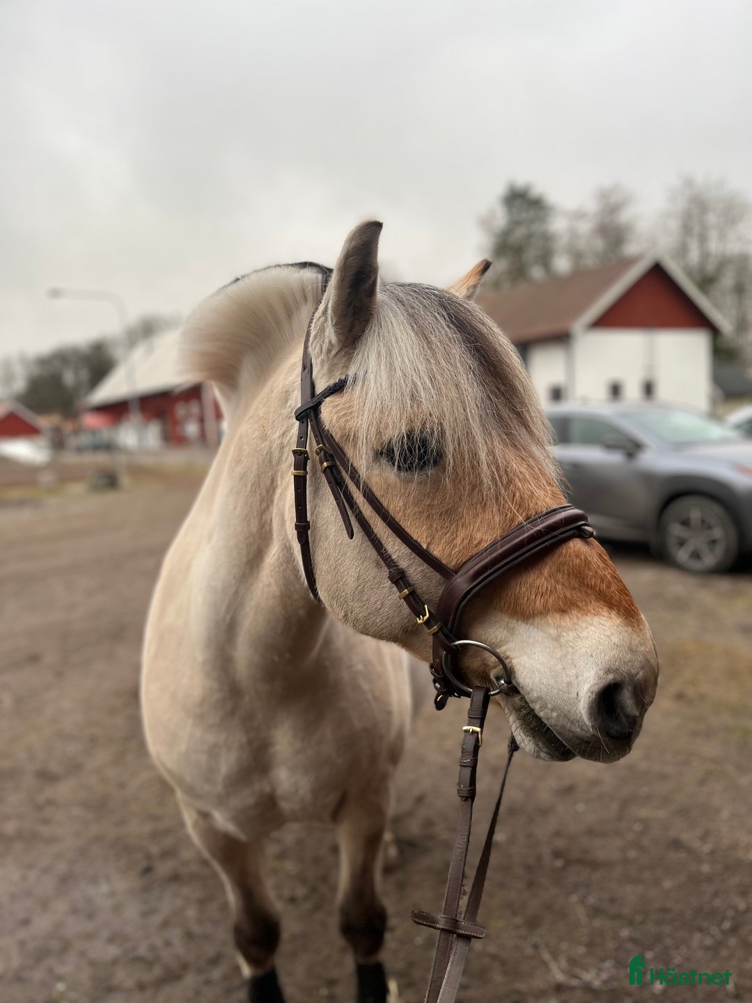  medryttarhäst sökes: Medryttarhäst sökes i Kumla - Annons 1