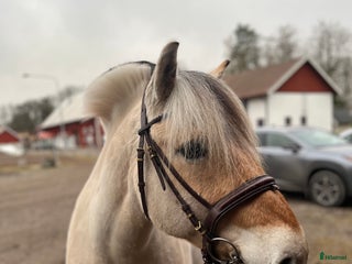 medryttarhäst sökes: Medryttarhäst sökes i Kumla - Annons 13