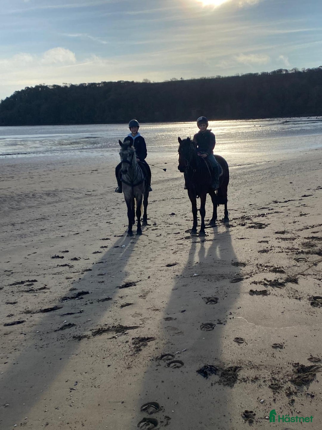 Allround hästar till salu: Supertrevlig Connemara Valack. i Ängelholm - Annons 5